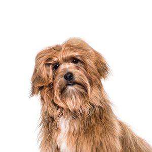 Petland Texas Havanese