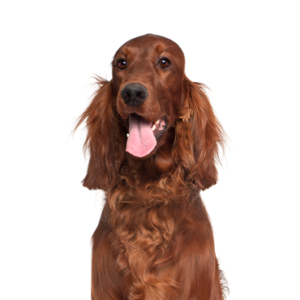 Petland Texas Irish Setter