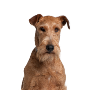 Petland Texas Irish Terrier