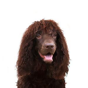 Petland Texas Irish Water Spaniel