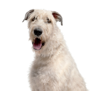 Petland Texas Irish Wolfhound
