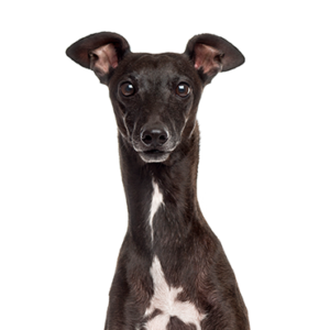 Petland Texas Italian Greyhound