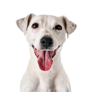 Petland Texas Jack Russell Terrier
