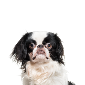 Petland Texas Japanese Chin