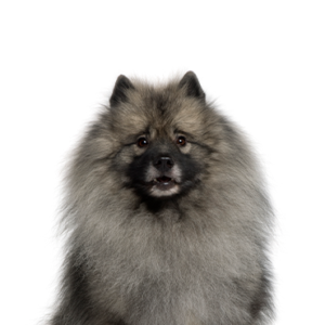 Petland Texas Keeshond