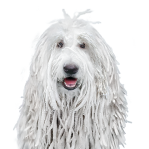 Petland Texas Komondor