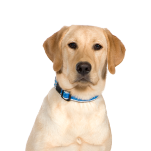 Petland Texas Labrador Retriever