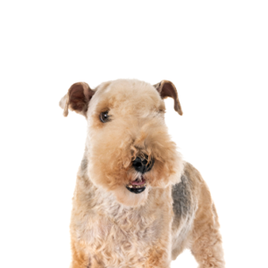 Petland Texas Lakeland Terrier