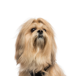 Petland Texas Lhasa Apso
