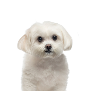 Petland Texas Maltese