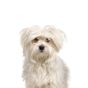 Petland Texas Maltipom