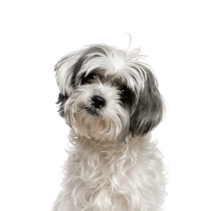 Petland Texas Malshi