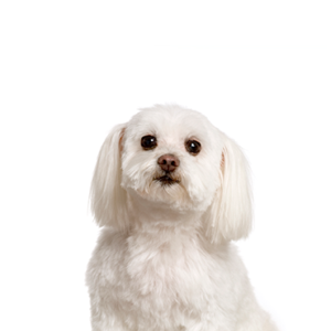 Petland Texas Maltichon