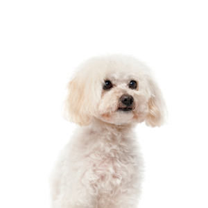 Petland Texas Maltipoo