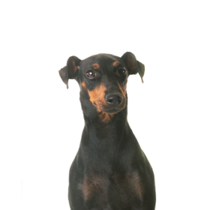 Petland Texas Manchester Terrier
