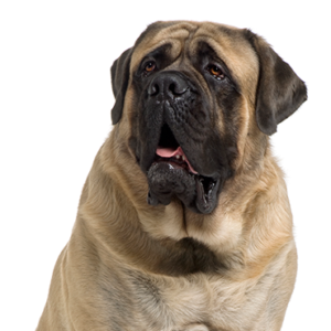 Petland Texas Mastiff