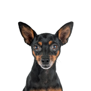 Petland Texas Miniature Pinscher