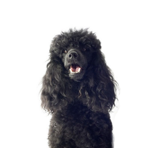 Petland Texas Miniature Poodle