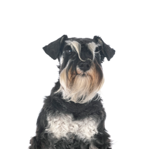 Petland Texas Miniature Schnauzer