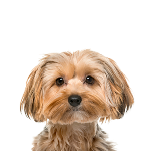 Petland Texas Morkie