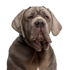 Petland Texas Neapolitan Mastiff