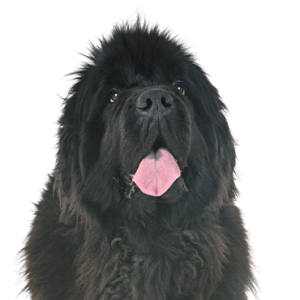 Petland Texas Newfoundland