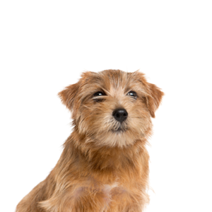 Petland Texas Norfolk Terrier