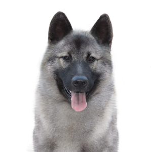 Petland Texas Norwegian Elkhound