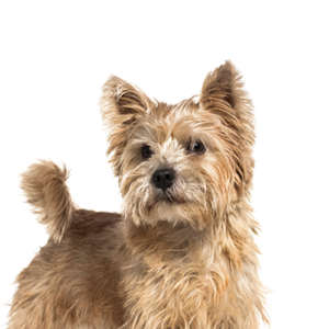 Petland Texas Norwich Terrier