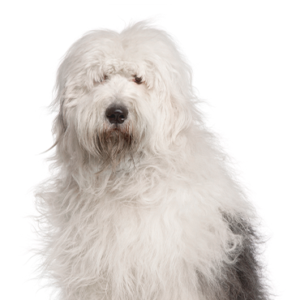 Petland Texas Old English Sheepdog