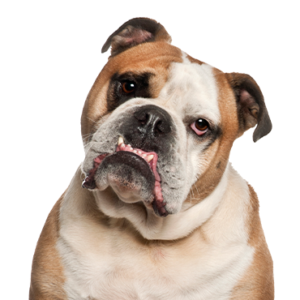 Petland Texas Olde English Bulldogge
