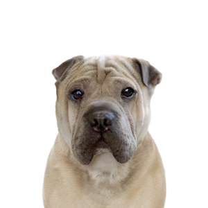 Petland Texas Ori Pei