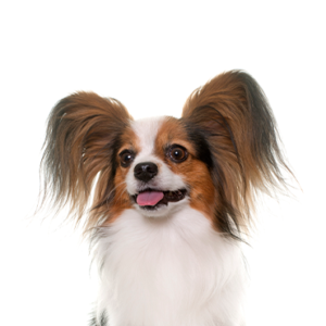 Petland Texas Papillon