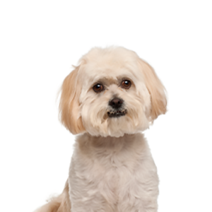 Petland Texas Peekapoo