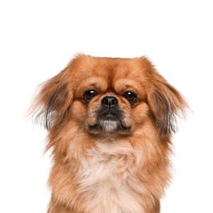 Petland Texas Pekingese
