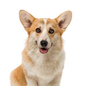 Petland Texas Pembroke Welsh Corgi