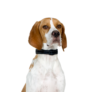 Petland Texas Pointer