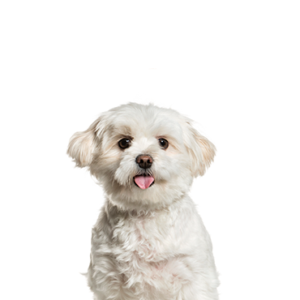 Petland Texas Pomapoo