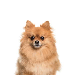 Petland Texas Pomeranian