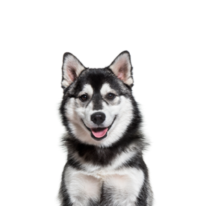 Petland Texas Pomsky