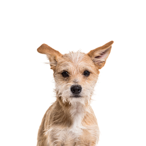 Petland Texas Chipoo