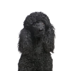 Petland Texas Poodle