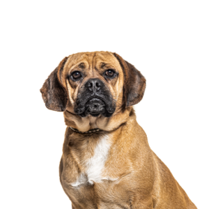 Petland Texas Puggle