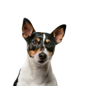 Petland Texas Rat Terrier