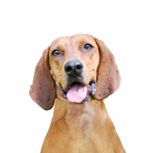 Petland Texas Redbone Coonhound