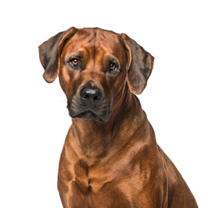Petland Texas Rhodesian Ridgeback