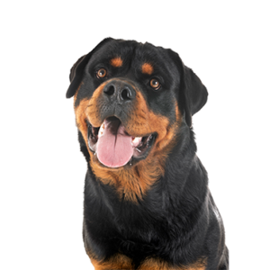 Petland Texas Rottweiler