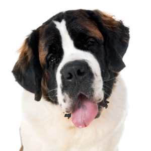 Petland Texas Saint Bernard