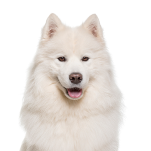 Petland Texas Samoyed