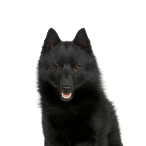 Petland Texas Schipperke